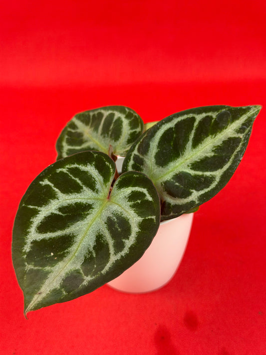 Anthurium Silver Blush (s) - LUplnts