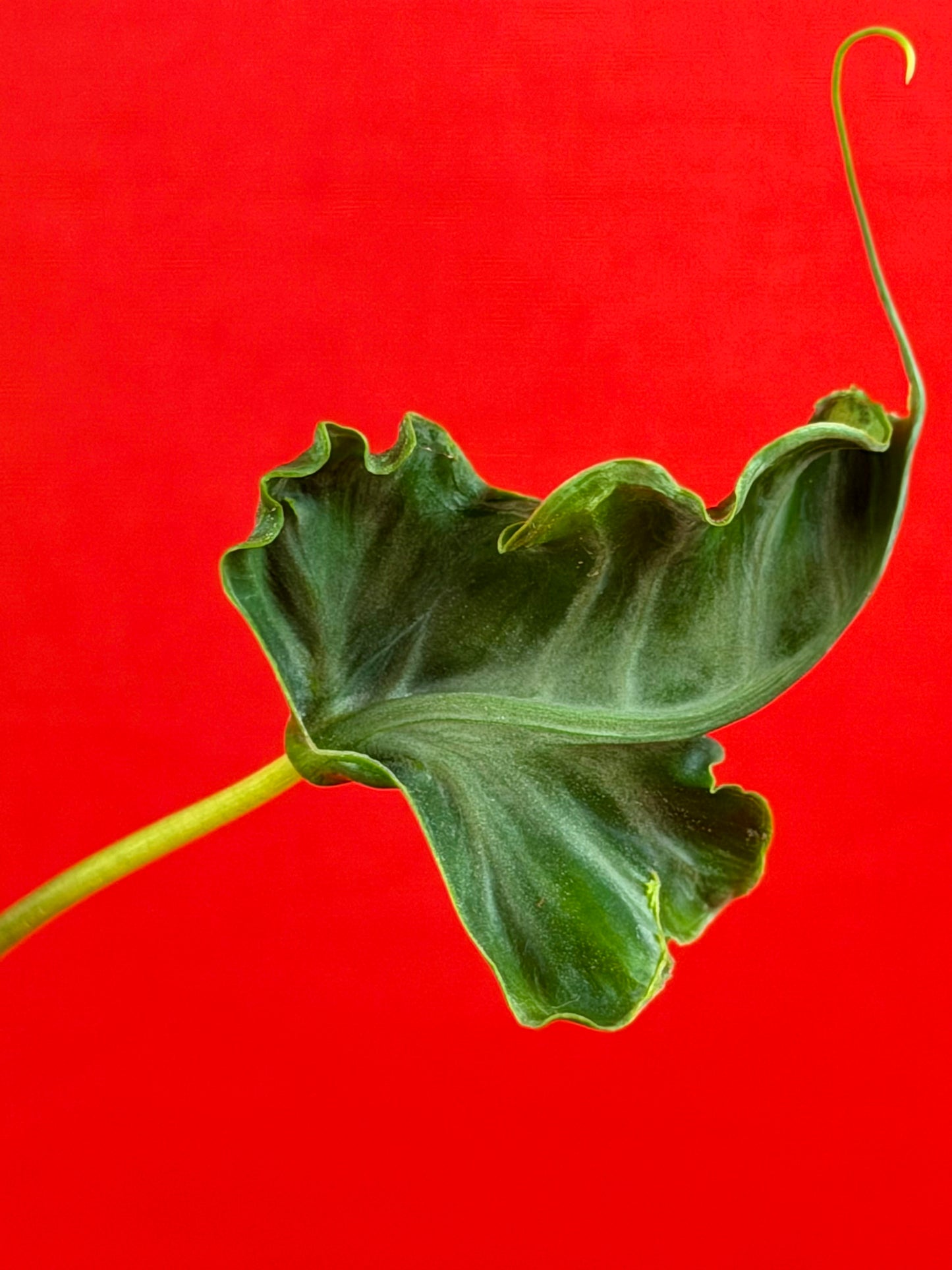 Alocasia Teletubbies