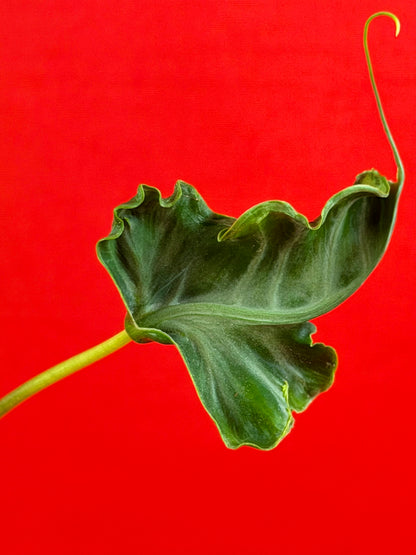 Alocasia Teletubbies