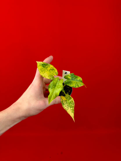 Alocasia macrorrhizos Aurea Variegata (s)
