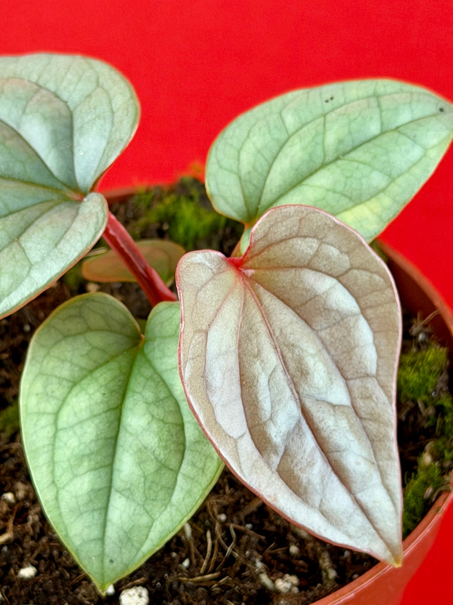Anthurium Luxurians