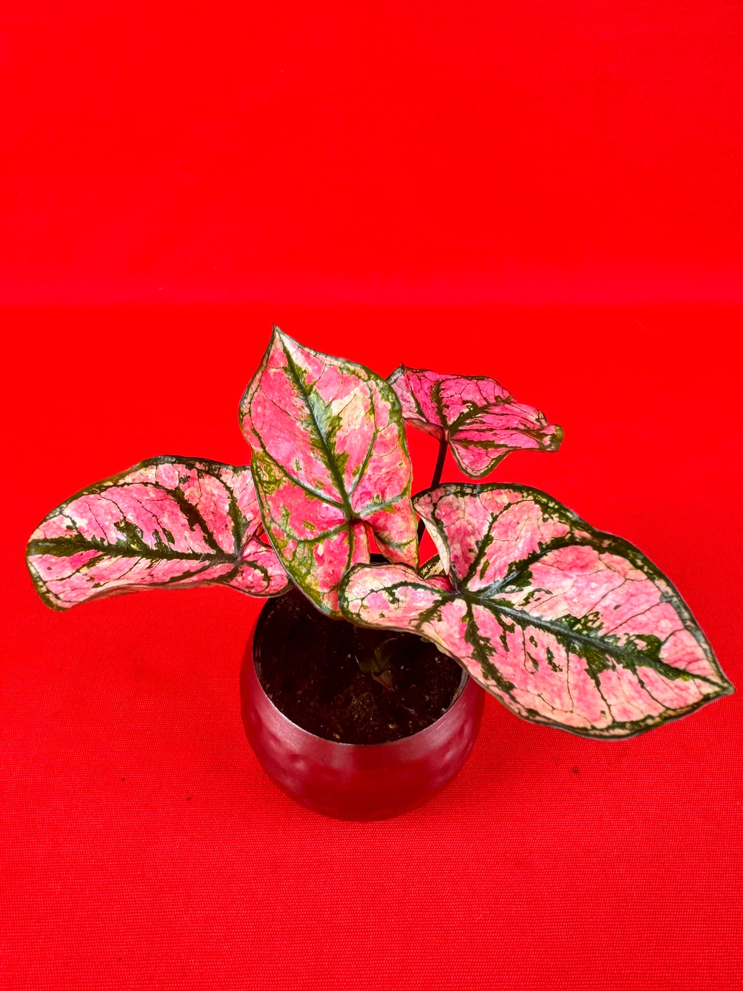 Caladium Purple Light (s)