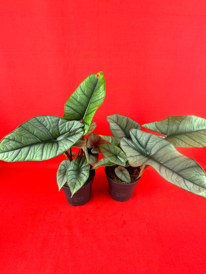 Alocasia Platinum