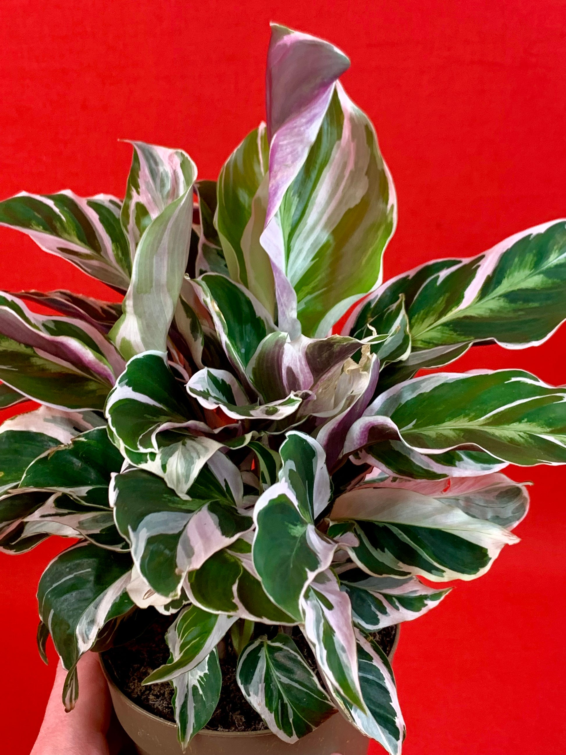 Calathea White Miracle - LUplnts
