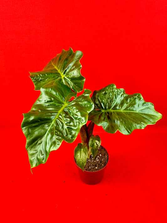 Alocasia Macrorrhiza