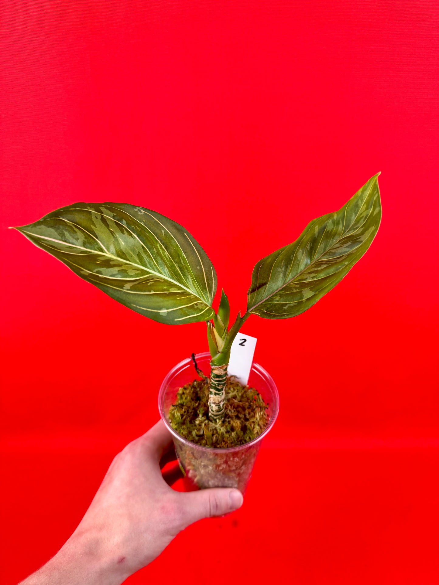Aglaonema pictum tricolor x rotundrum