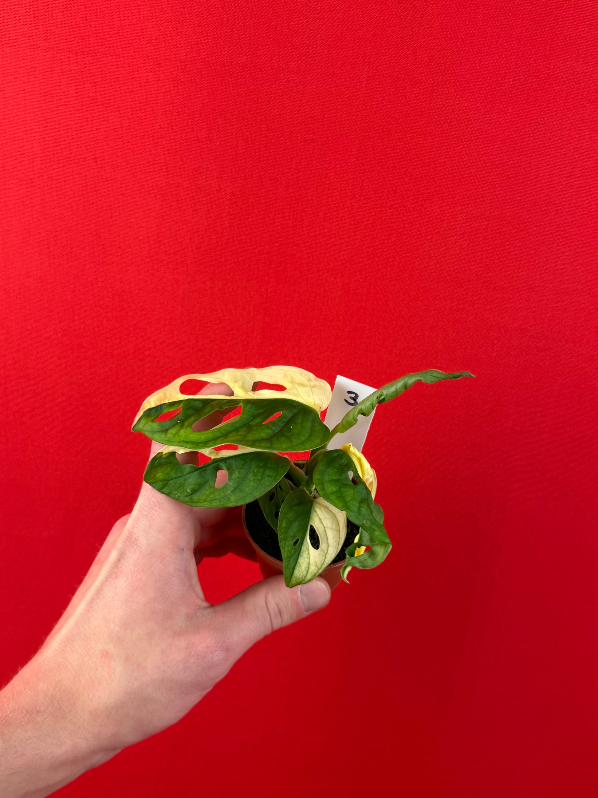 Monstera Adansonii Variegata (s) - LUplnts