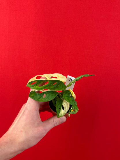 Monstera Adansonii Variegata (s) - LUplnts