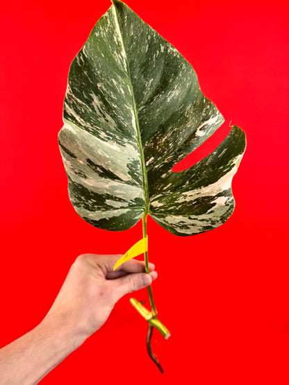 Monstera Deliciosa Variegata (bouture)