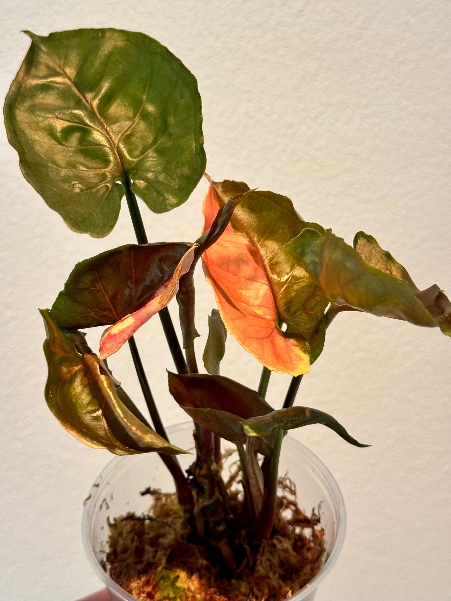 Syngonium Strawberry Ice
