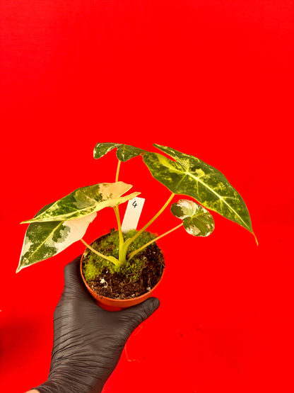 Alocasia micholitziana Frydek Variegata