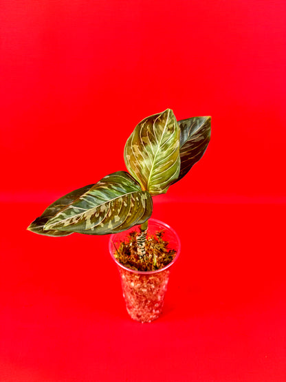 Aglaonema pictum tricolor x rotundrum