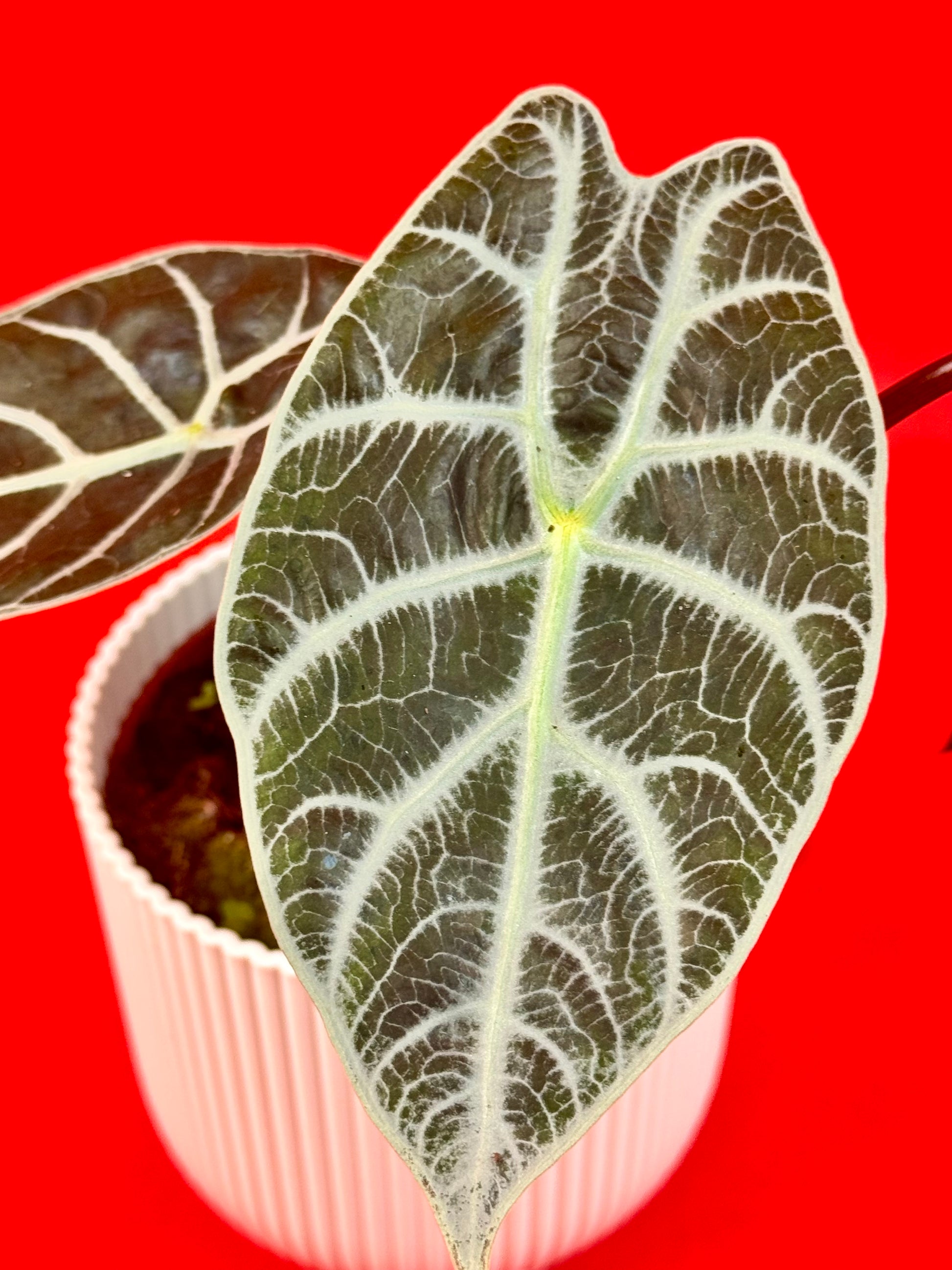 Alocasia wataonia ‘Big Form’ - LUplnts