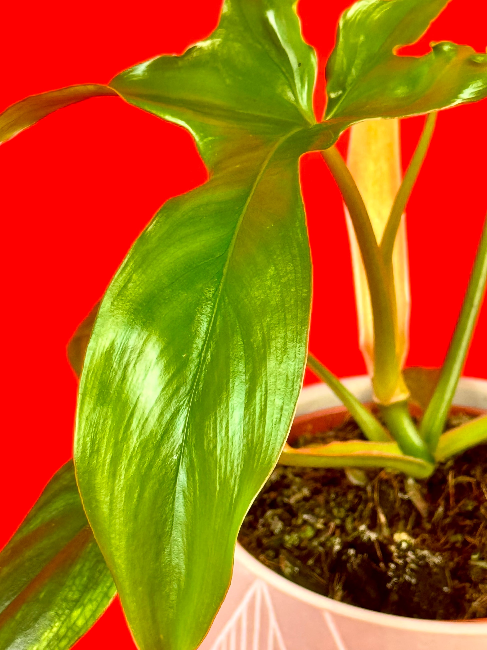 Philodendron pedatum 'Glad Hands' - LUplnts