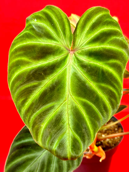 Philodendron verrucosum 'Incensi' - LUplnts