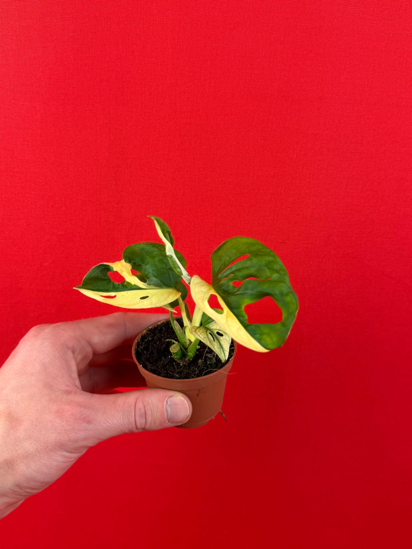 Monstera Adansonii Variegata (s) - LUplnts