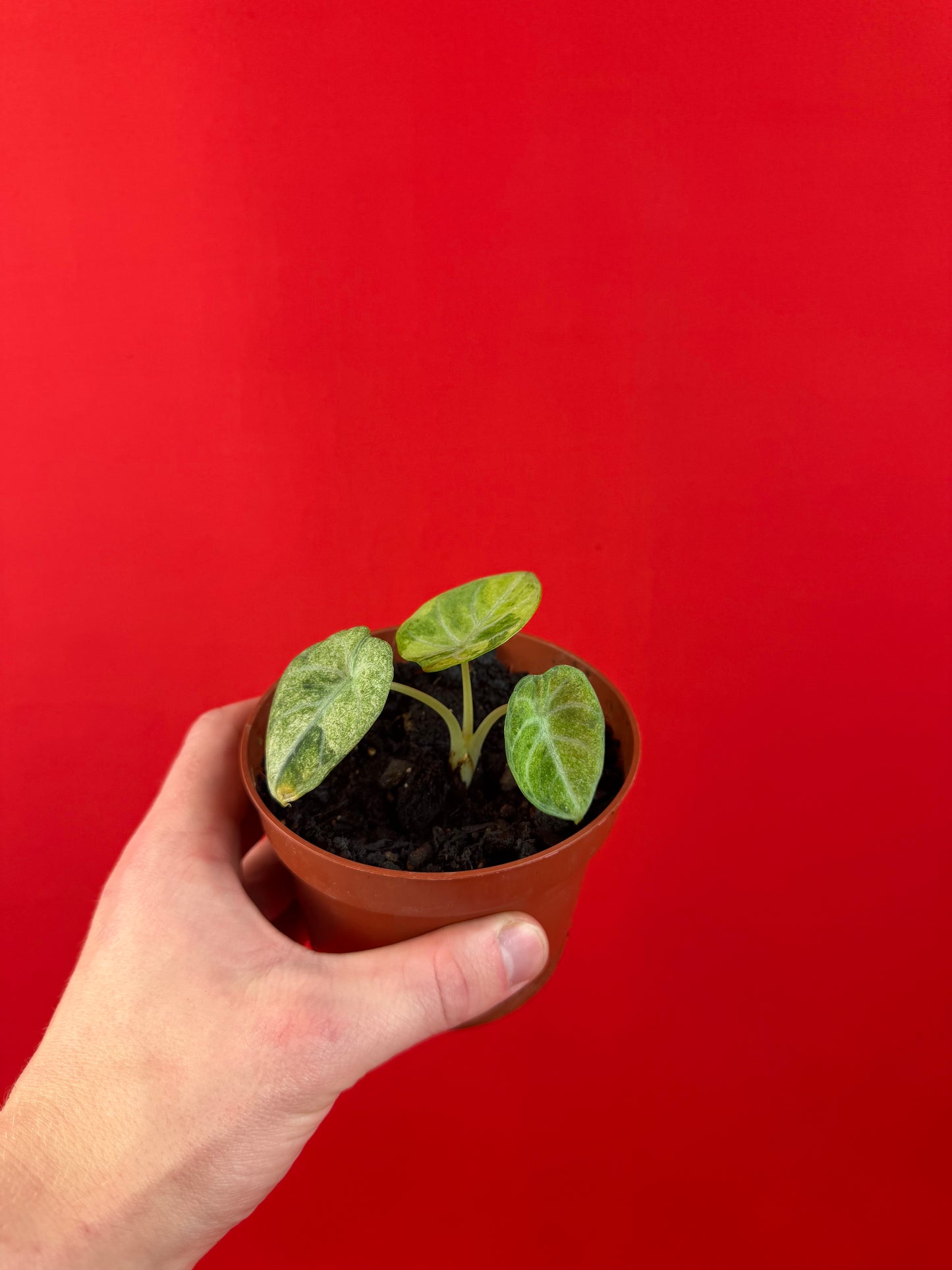 Alocasia Ninja Aurea Variegata - LUplnts