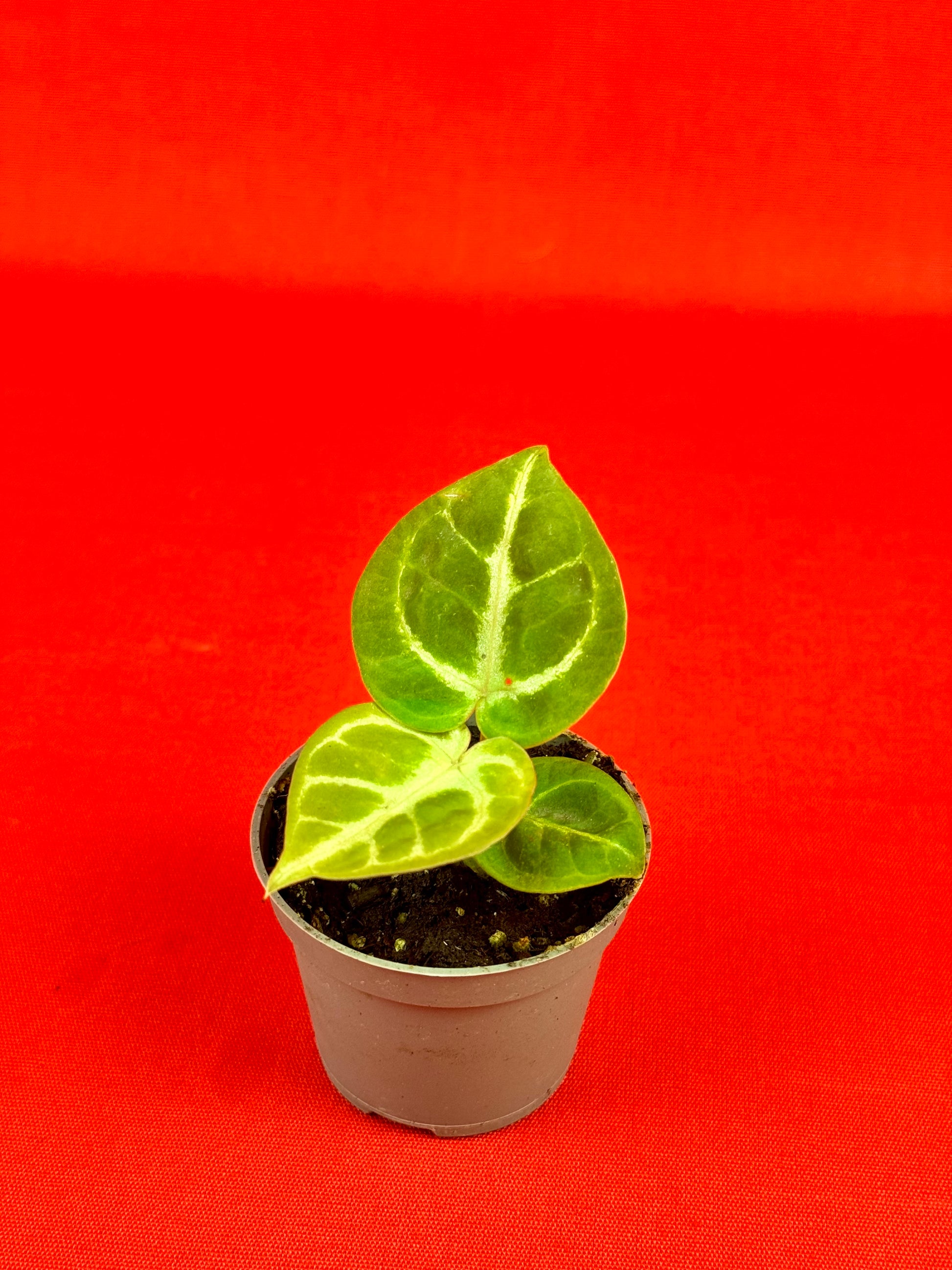 Anthurium Dorayaki (s) - LUplnts