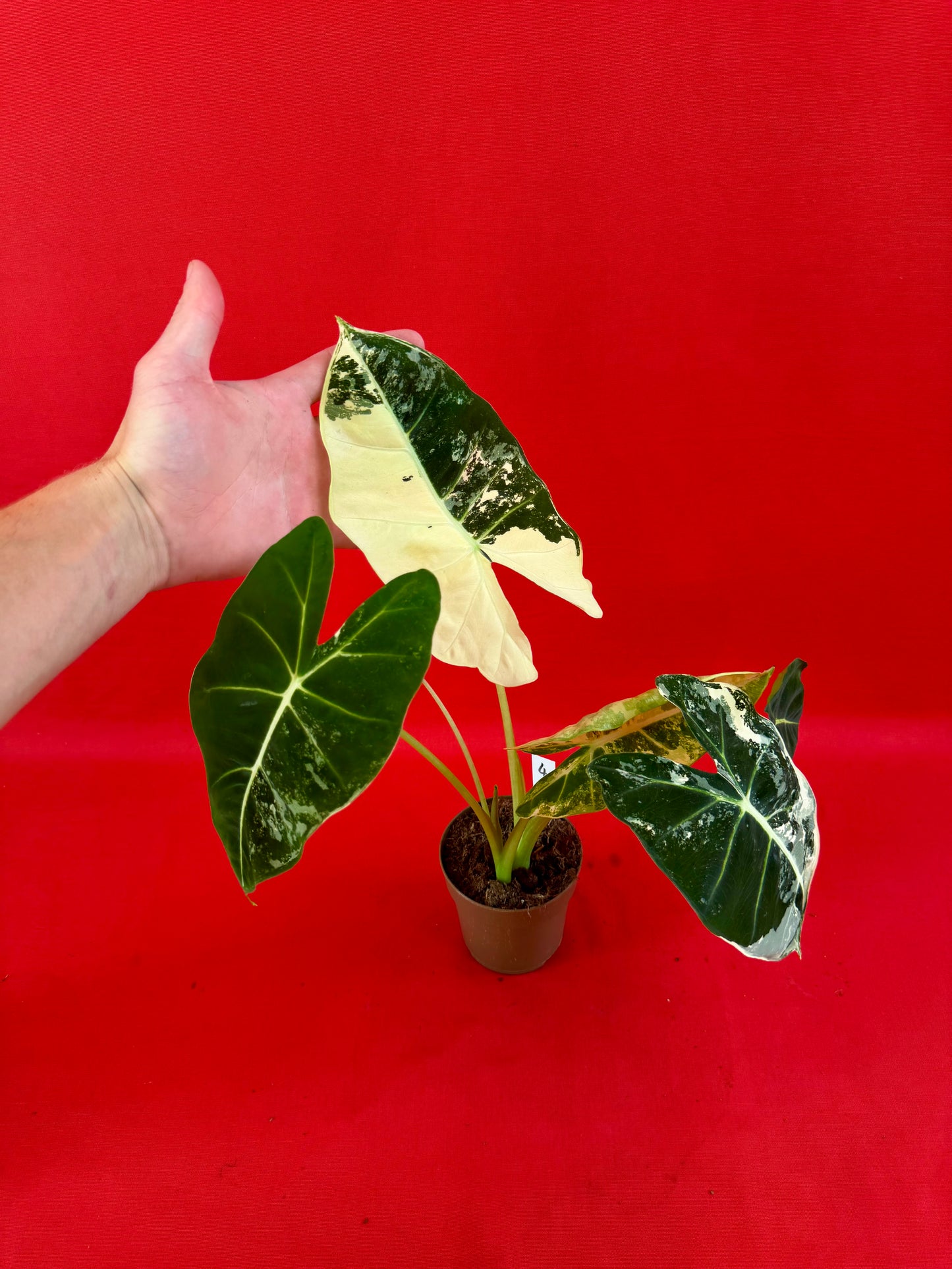 Alocasia micholitziana ‚Frydek Variegata‘