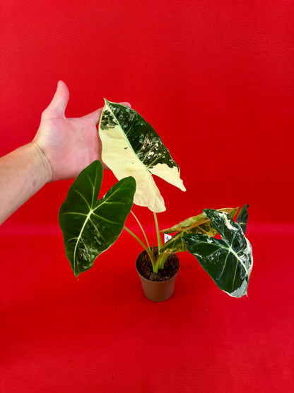 Alocasia micholitziana ‚Frydek Variegata‘