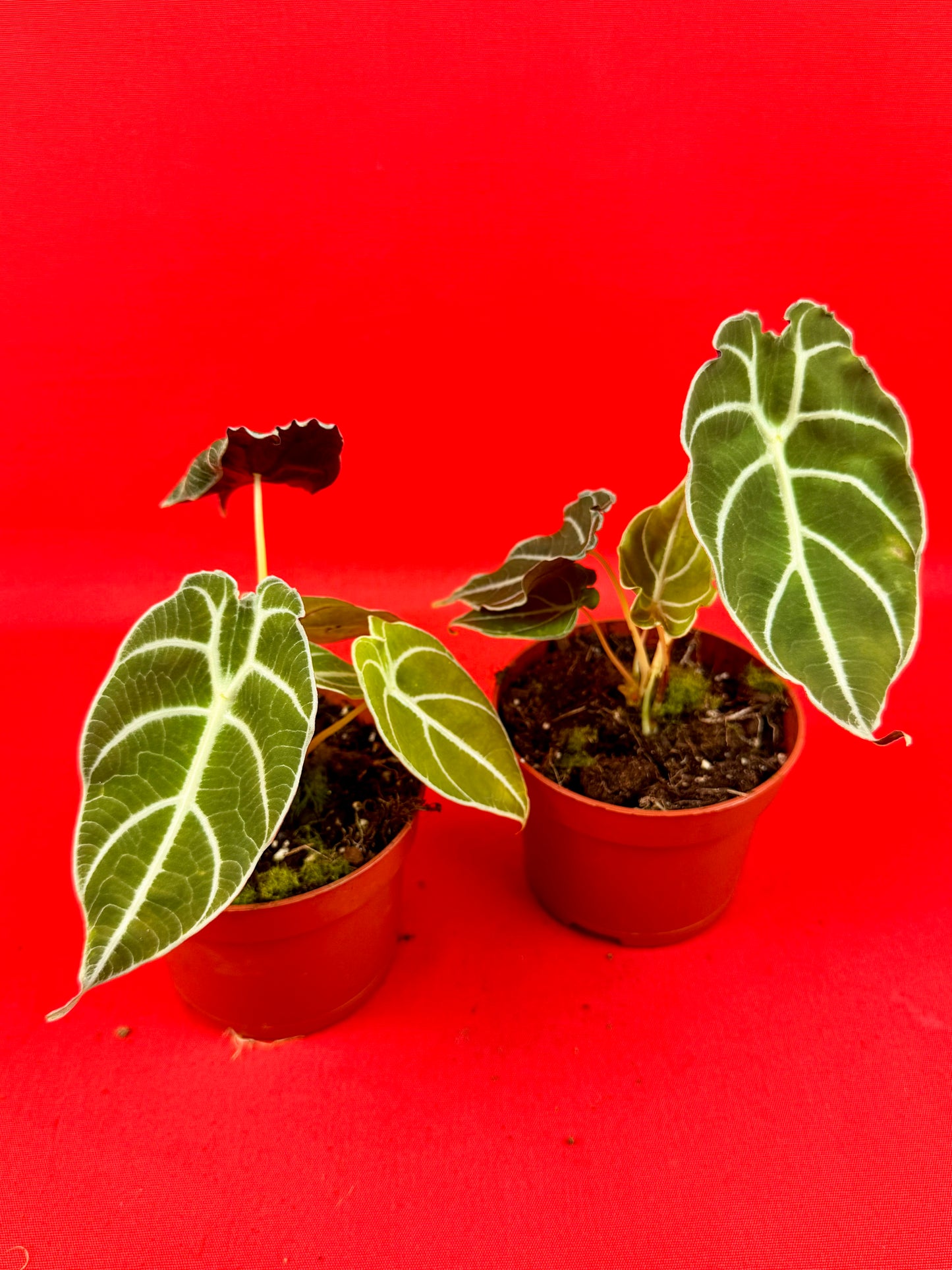 Alocasia watsoniana