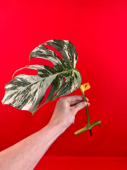 Monstera Deliciosa Variegata (cutting)