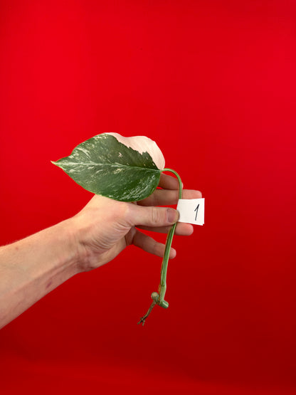 Monstera Deliciosa Variegata (cutting) - LUplnts