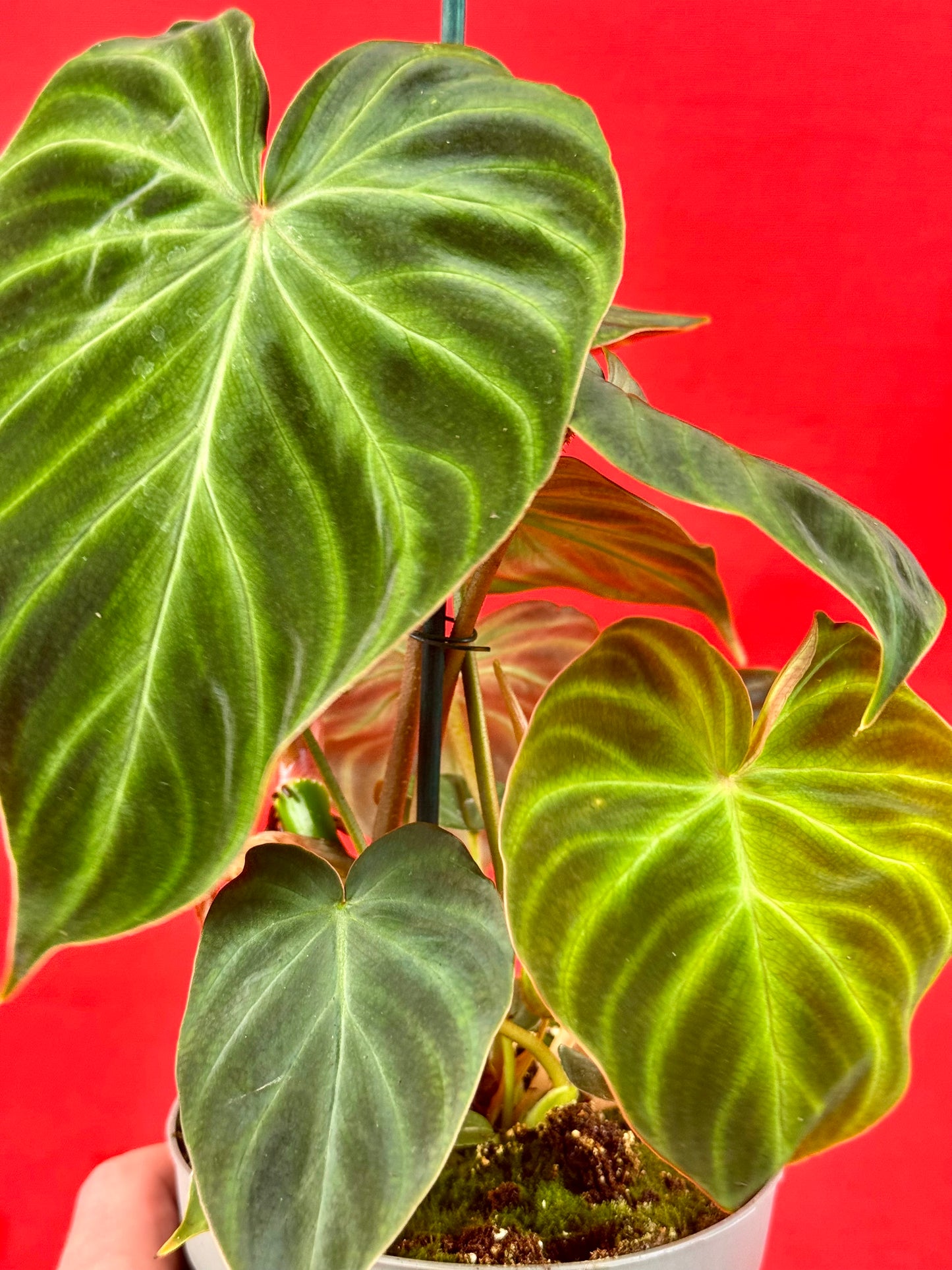 Philodendron Verrucosum