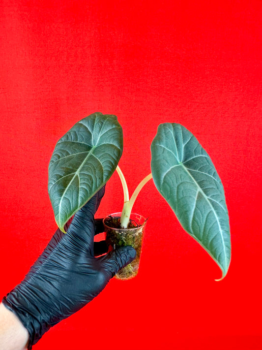 Alocasia Maharani (s)