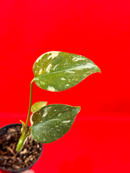 Monstera Thai Constellation (s)