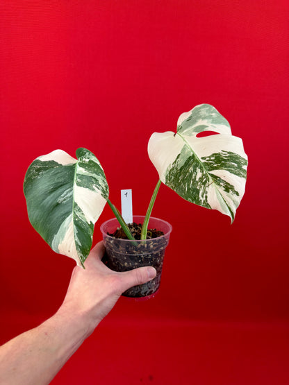 Monstera Deliciosa Variegata - LUplnts