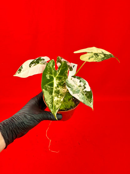 Alocasia micholitziana Frydek Variegata