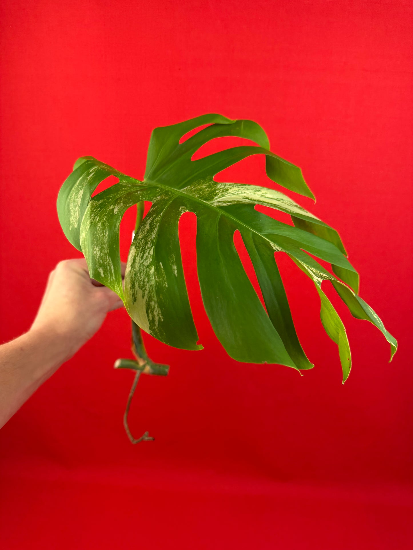 Monstera Deliciosa Aurea (cutting) - LUplnts