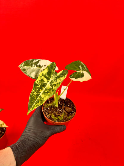 Alocasia micholitziana Frydek Variegata