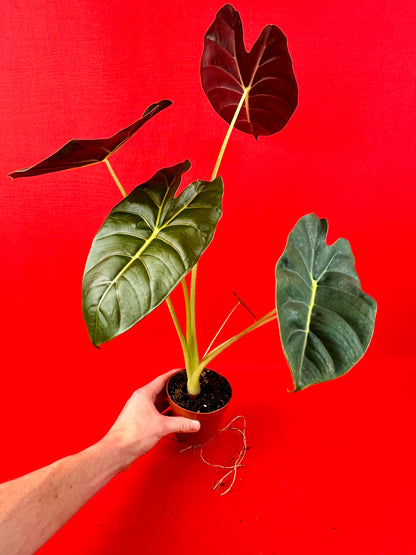 Alocasia Golden Bone