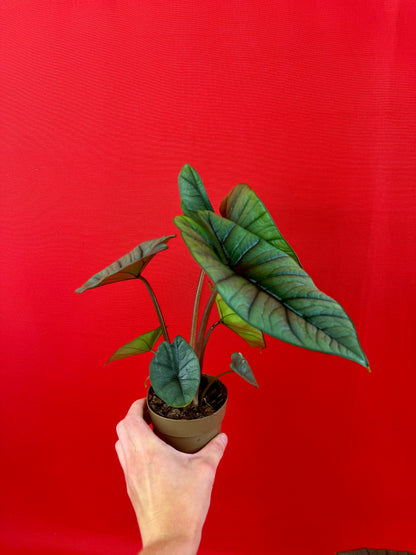 Alocasia Platinum