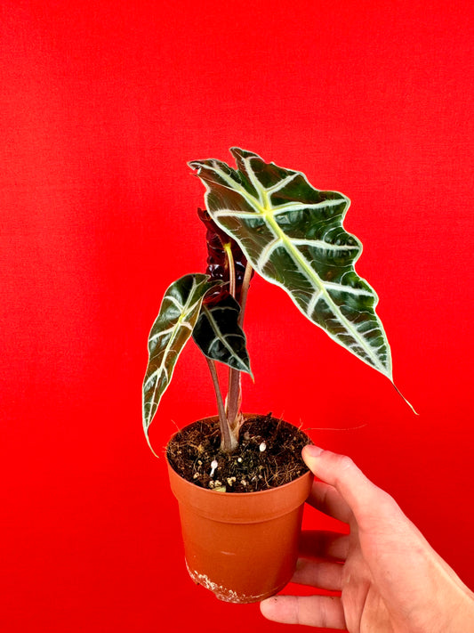 Alocasia Amazonica Polly