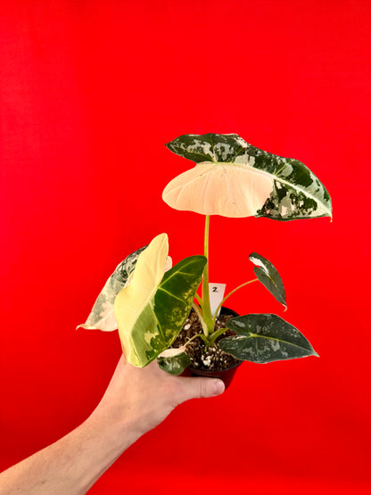 Alocasia micholitziana Frydek Variegata