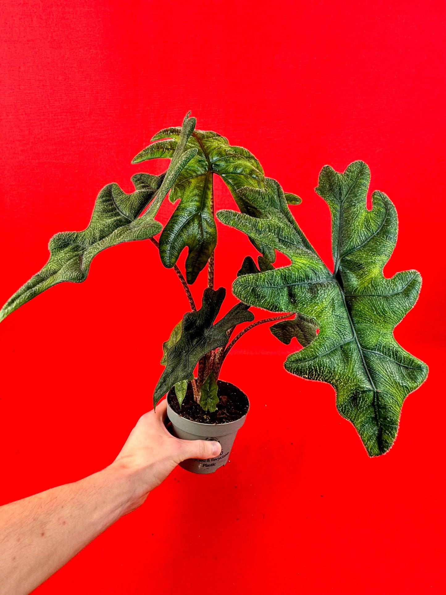 Alocasia Jacklyn