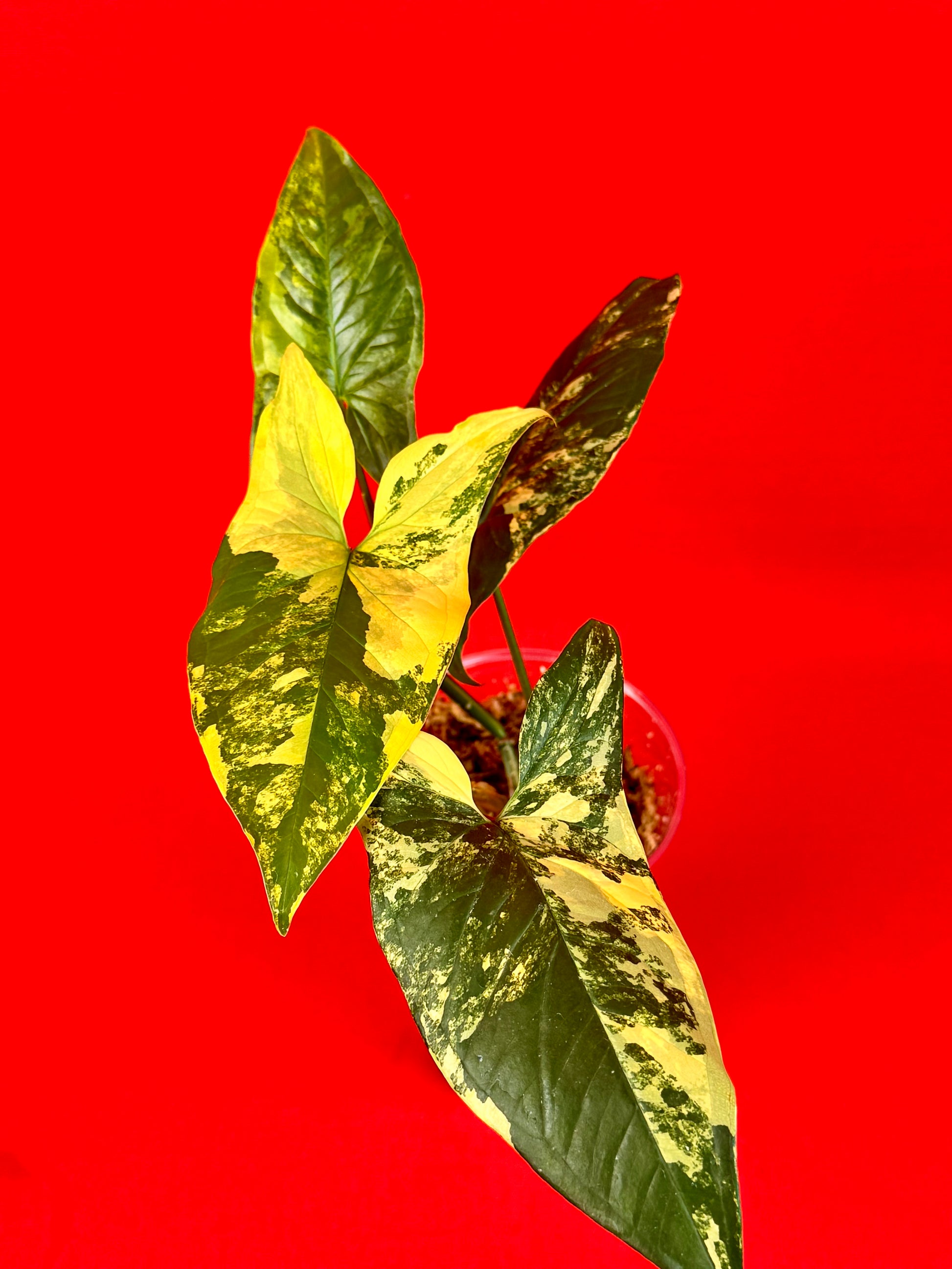 Syngonium Aurea - LUplnts
