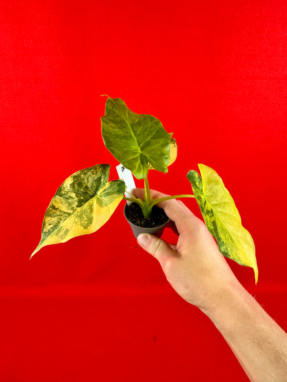 Alocasia macrorrhizos 'Aurea Variegata' (s)