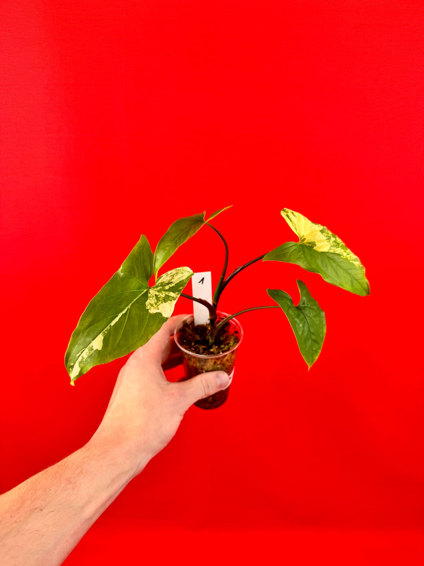 Syngonium Aurea