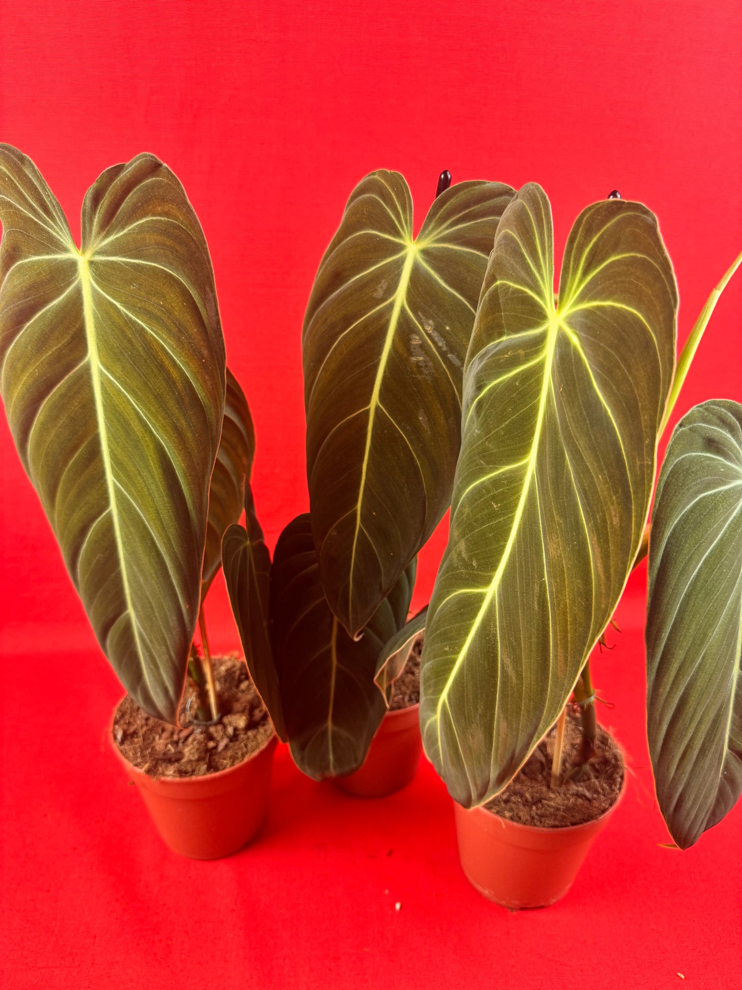 Philodendron Melanochrysum