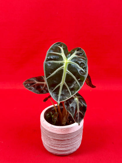 Alocasia 'Balloon Heart' (s)