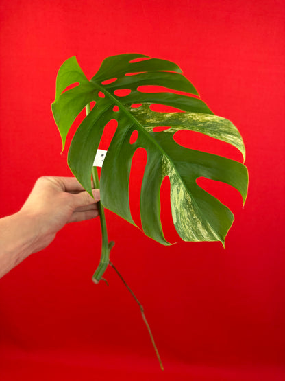Monstera Deliciosa Aurea (cutting) - LUplnts