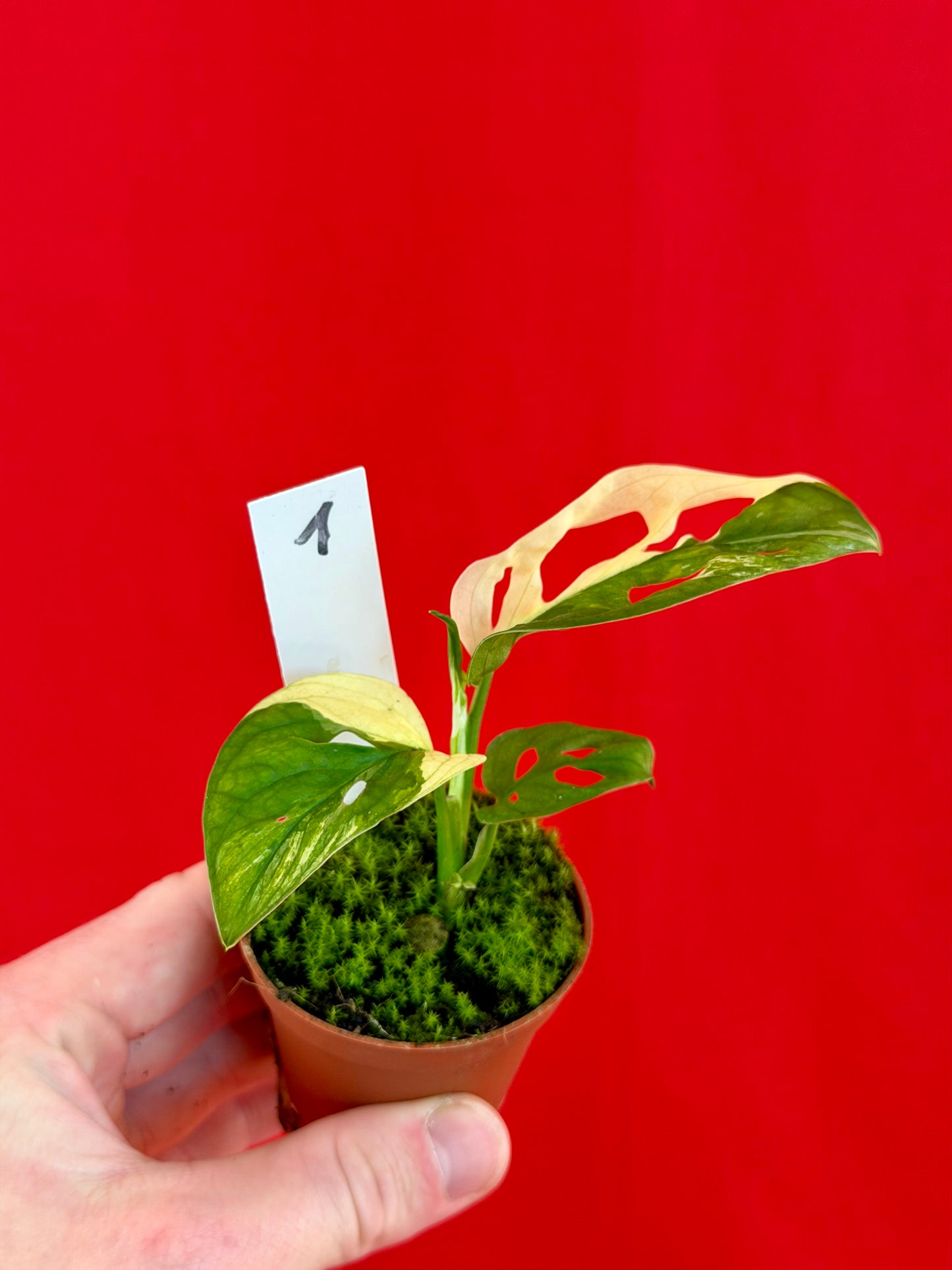 Monstera Adansonii Variegata (s) - LUplnts