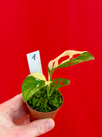 Monstera Adansonii Variegata (s) - LUplnts