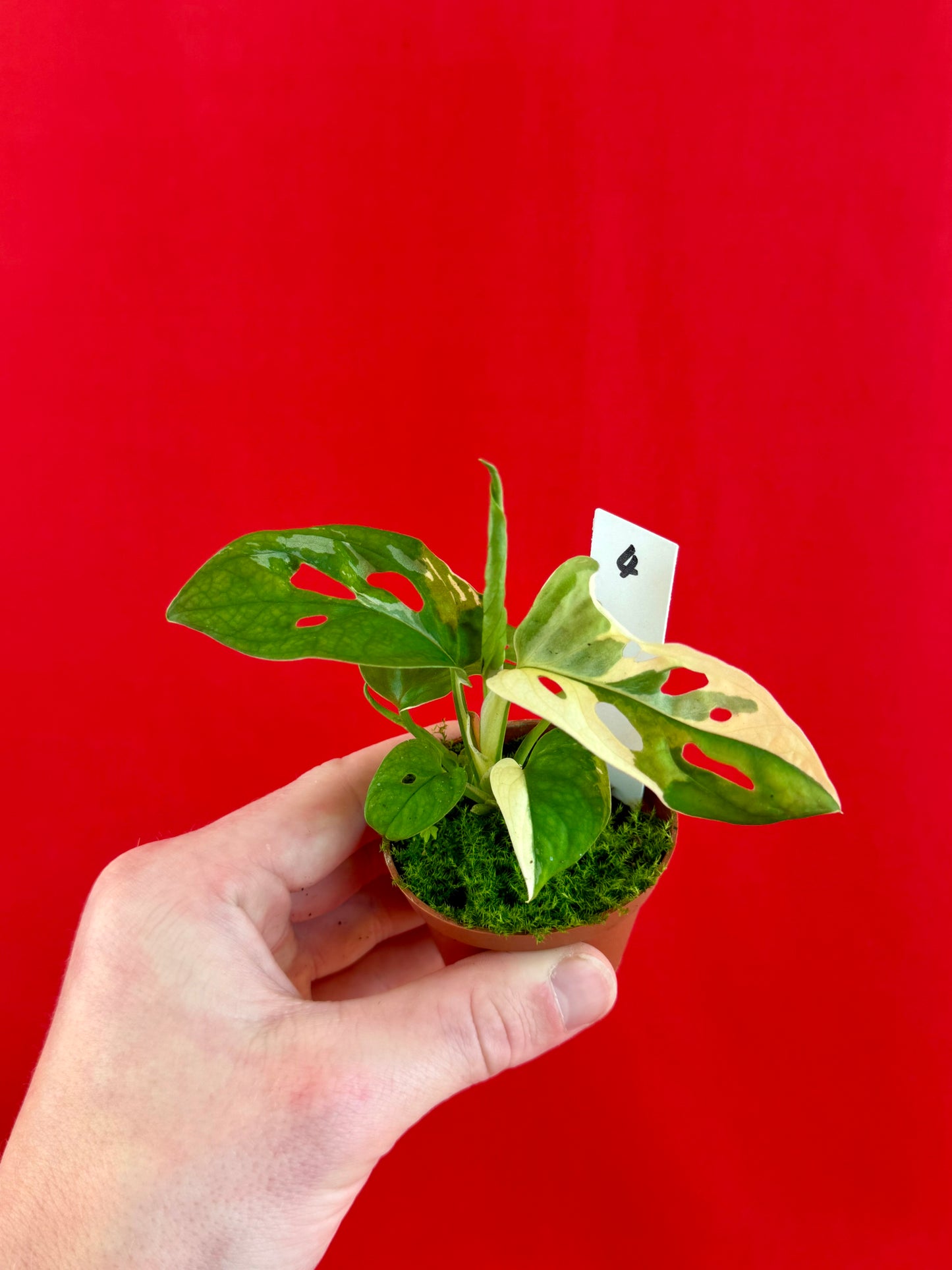 Monstera Adansonii Variegata (s) - LUplnts