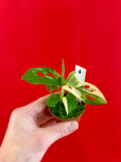 Monstera Adansonii Variegata (s) - LUplnts