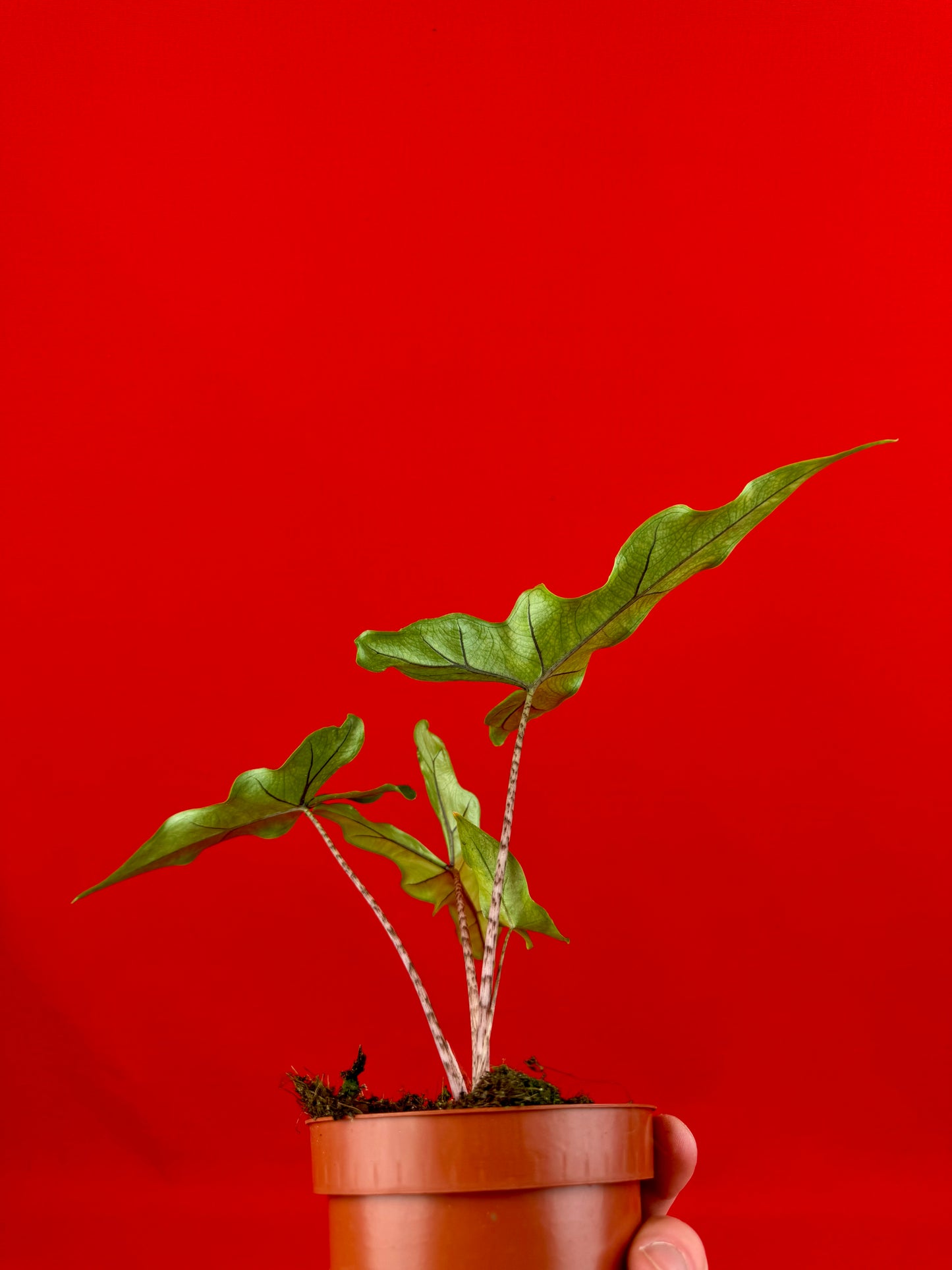 Alocasia ‘Sabrina‘